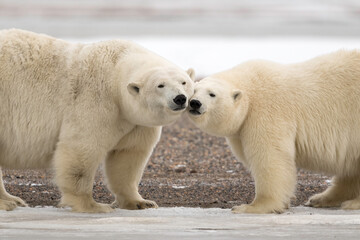 Wall Mural - Polar Bear (Ursus maritimus), Barter Island, Kaktovik Alaska