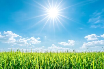 View from bottom to the sky of rice paddy field under the hot sunny day