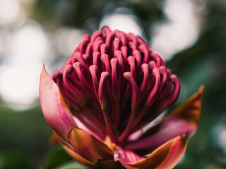 Poster - Waratah flower