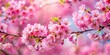© lapeepon - Pink sakura flowers in full bloom on a branch , Japanese, cherry blossoms, spring, nature, petals, beautiful, blooming, pink