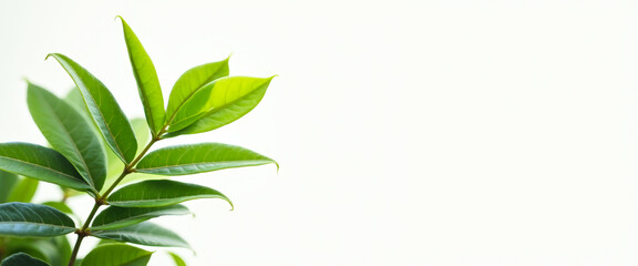 Poster - Green Leaf on White Background