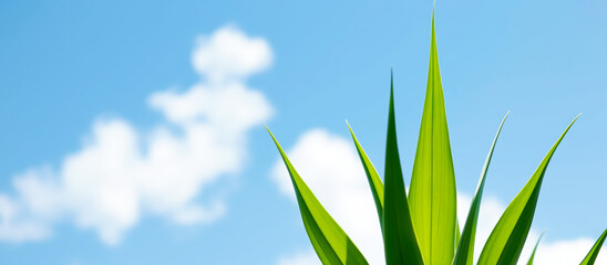 Wall Mural - Lush Green Blades Against a Blue Sky