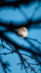 Canvas Print - Moon Through Branches