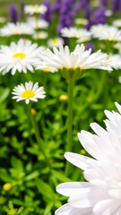 Wall Mural - White Daisies in a Field of Green