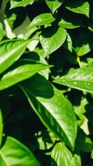 Wall Mural - Green Leaves with Water Drops