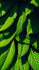 Poster - Lush Green Leaves Close-up