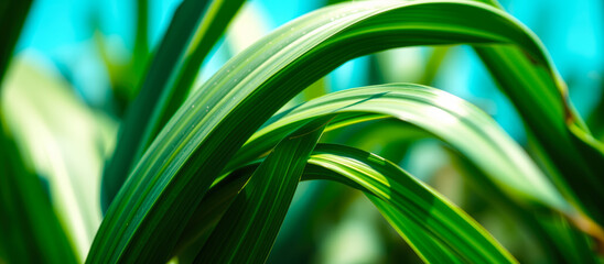 Sticker - Close-up of green grass leaves with a blurred background