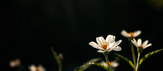 Canvas Print - White Flower with Black Background