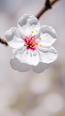 Poster - Closeup of a Single White Flower Blossom