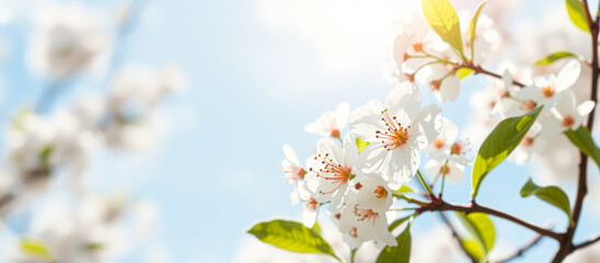 Wall Mural - Delicate White Cherry Blossoms Against a Blue Sky