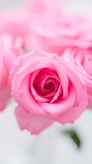 Wall Mural - Closeup of a Single Pink Rose