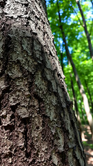 Canvas Print - Closeup of Tree Bark in Forest