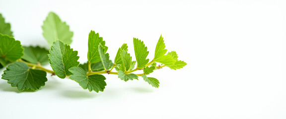 Canvas Print - Green Leaves on a White Background