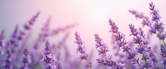 Sticker - Lavender Field in Soft Light