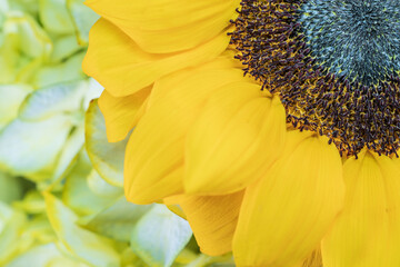 Wall Mural - Close-up of yellow sunflowers