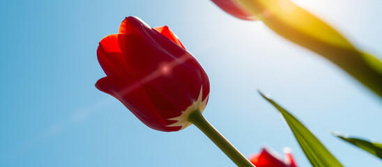 Canvas Print - Red Tulip in the Sunlight