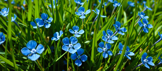 Wall Mural - blue flowers in green grass