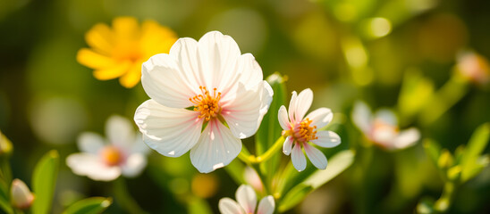 Wall Mural - delicate white flower blooming in a green garden