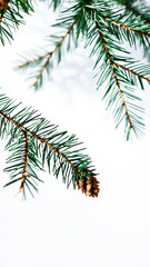 Canvas Print - Close Up of Pine Branch with Cone