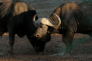 Wall Mural - portrait of an african or cape buffalo (syncerus caffer), mokala national park, south africa.