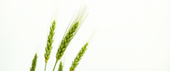 Sticker - Wheat stalks on white background