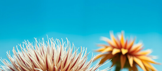 Wall Mural - close up of a flower with a blurred background