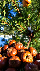 Poster - Pine Tree With Autumnal Fruit