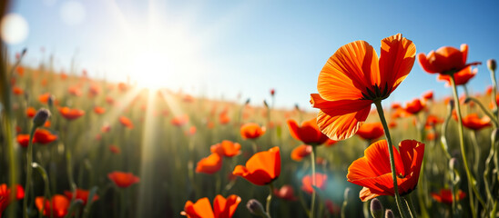 poppy field with sun rays