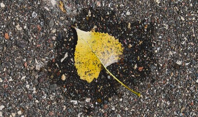 yellow autumn leaf on trail after rain