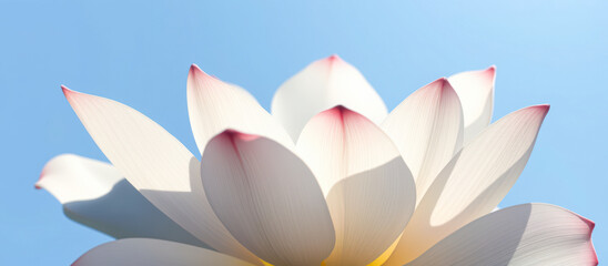 Wall Mural - white lotus petals against blue sky