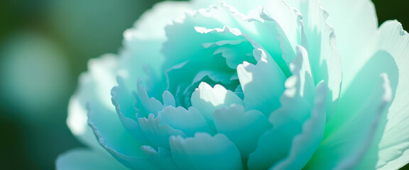 Wall Mural - close up of aqua blue flower petals