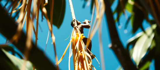 Poster - A man climbing a palm tree in a tropical forest