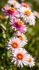 Wall Mural - pink and white daisy flowers blooming in the garden