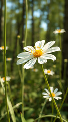 Poster - White Daisy Flower in a Forest Meadow