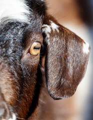 A goat with a brown and white face and a brown ear