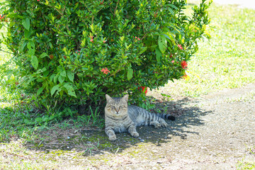 Grey tabby cat outside under a bush landscape