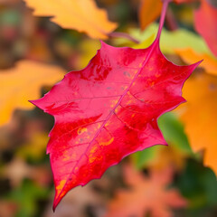 Vibrant colored transparent fall leaf