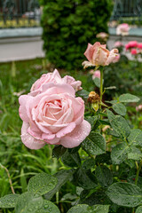 Wall Mural - Close up of rose flowers covered in raindrops. The background is lush and green. Pink rose grows in the garden.