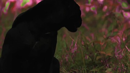 Wall Mural - amazing close up of rare black panther leopard caught on camera 4k