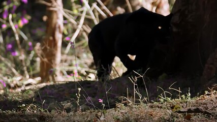 Wall Mural - rare black panther leopard comes outs looking for food 4k