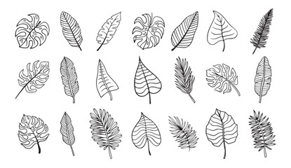 Wall Mural - palm tropical exotic leaves outline sketch. tropical palm leave doodle, isolated linear doodle style