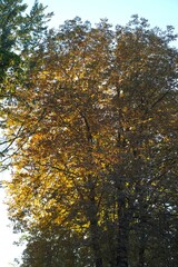 Poster - autumn leaves in the forest