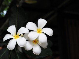 White flowers frangipane blooming on the tree in black background. Natural tropical frangipane blooming exotic background. Plumeria flowers 5 white petals, yellow stamens, has light fragrance.
