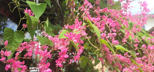 Wall Mural - A small pink flower. The Pink Mexican Creeper or Bee Bush has five sparse petals and yellow stamens to attract insects. Vines are light green and have tendrils help grip trees. Trees planted outdoors
