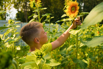 Carefree child with curly hair smiling and looking at sunflower while touching blooming flower on sunflower field in countryside