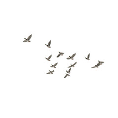 Flock of Ducks PNG