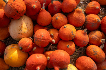 Colorful Pumpkins in Autumn Harvest