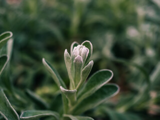 Wall Mural - Plant in the garden