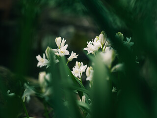 Wall Mural - Spring flowers in the garden