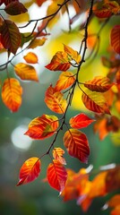 Poster - Autumn Leaves on a Branch